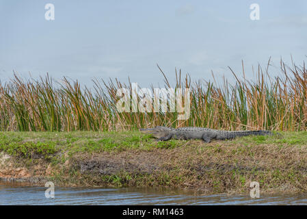 Alligator du soleil lui-même le long du sentier en boucle Apopka en Orange County Florida USA Banque D'Images