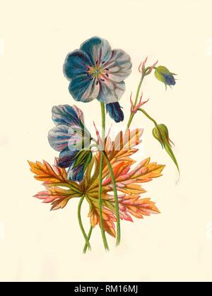 « Prairie Crane's-Bill', 1877. Organisateur : Frederick Edward Hulme. Banque D'Images