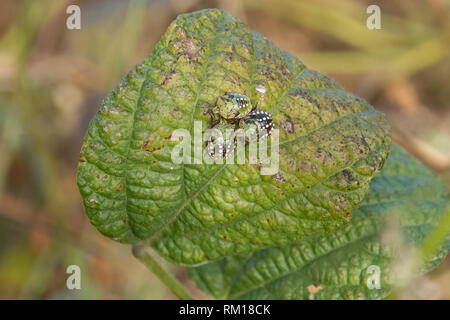 Green stink bug bugs viridula cybermen - cinquième stade larvaire Banque D'Images