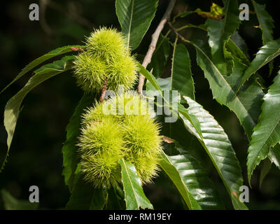 Fruits d'un châtaignier (Castanea sativa) suspendu à l'arbre, de feuilles vertes sur une journée ensoleillée en été, France Banque D'Images