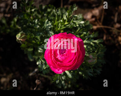 Blossom d'une fleur rouge ranunculus dans le jardin, la lumière directe du soleil Banque D'Images