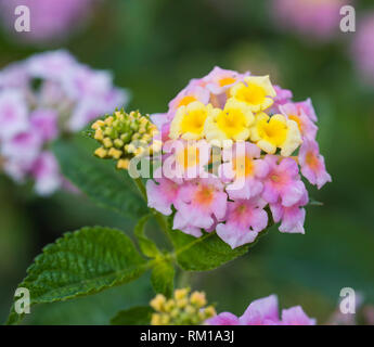 Close-up détail d'une rose jaune et rose fleur lantana Lantana camara dans un jardin en milieu rural Banque D'Images