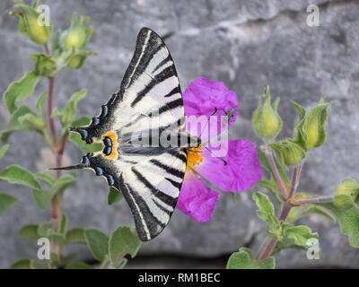 Une ressource rare (swallowtail Iphiclides podalirius) se nourrissent d'une petite fleur pourpre, Croatie Banque D'Images