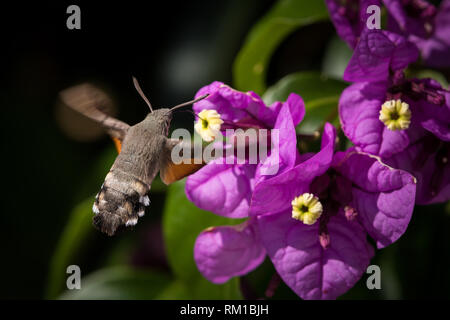 Hummingbird hawk-moth (Macroglossum stellatarum) se nourrissant de fleurs violettes Banque D'Images