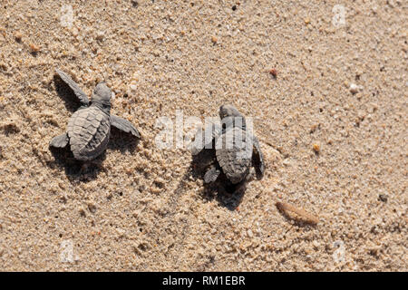 Les tortues de mer bébé sur il y a moyen de l'océan dans la région de Baja au Mexique Banque D'Images