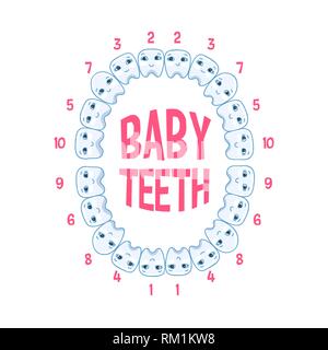 Les dents de bébé chez un enfant, les dents des infographies. Illustration vecteur de la dentisterie pédiatrique Illustration de Vecteur