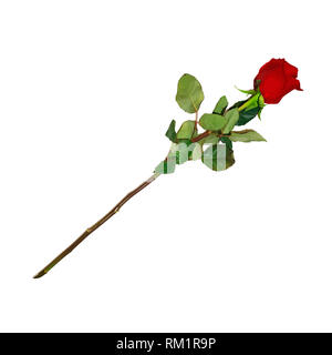 Photo réaliste et très détaillé de Fleur Rose rouge sur longue tige isolé sur fond blanc. Beau Bud de Ruby rose avec des feuilles. Clip Art pour Va Banque D'Images