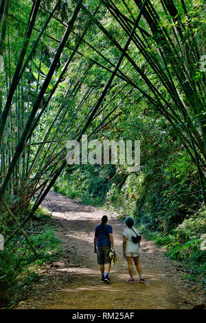 Randonneurs sur le sentier dans le parc national de Khao Sok, THAÏLANDE - Khao Sok Banque D'Images