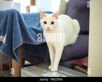 La flamme Mitzie point Siamese chilling au canapé Banque D'Images