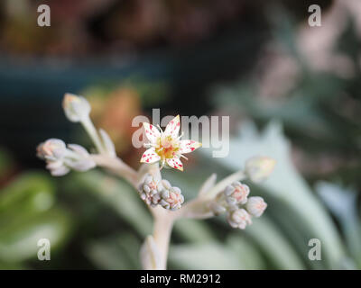 Plante succulente avec mignon en forme d'étoile des fleurs qui ont des taches rouges sur eux Banque D'Images