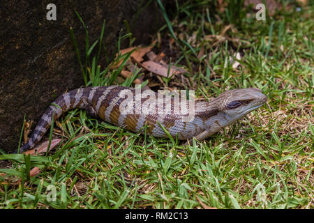 Blue-tongued Skink (Scincoides) dans un jardin, Upper Hunter Valley, NSW, Australie. Banque D'Images