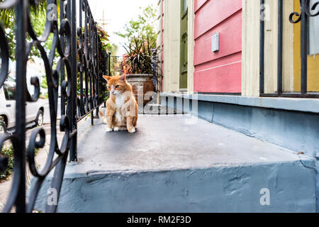 Stray Cat gingembre orange assis sur le porche de la rue trottoir à la Nouvelle Orléans, Louisiane par chambre entrée libre étapes accueil Banque D'Images