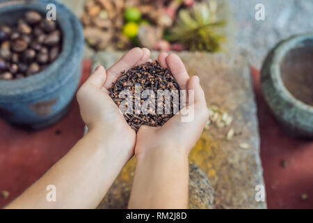 Assaisonnement d'oeillet de femmes, œillet de grains, les médicaments à base de fines herbes, grains de carnation à sec dans un plat Banque D'Images