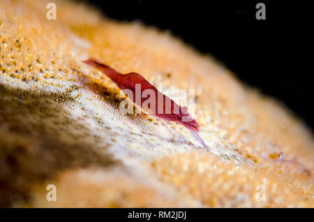 Crevettes commensaux, Zenopontonia soror, en dessous de l'étoile de mer, TK1, site de plongée Détroit de Lembeh, Sulawesi, Indonésie Banque D'Images