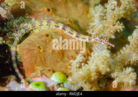 Syngnathe non décrit, Corythoichthys sp, Kaino's Treasure dive site, Détroit de Lembeh, Sulawesi, Indonésie Banque D'Images