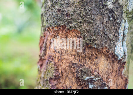 cannelle ecorce des arbres plantation photo stock alamy