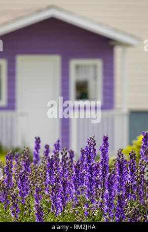 Lupin mauve avec un accent de hangar. violet Banque D'Images