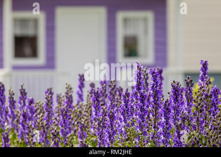 Lupin mauve avec un accent de hangar. violet Banque D'Images