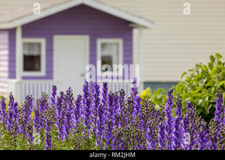 Lupin mauve avec un accent de hangar. violet Banque D'Images