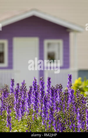 Lupin mauve avec un accent de hangar. violet Banque D'Images