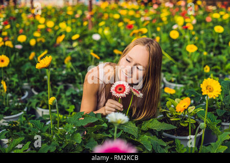 Une jeune femme à un gerbera ferme. Culture de fleurs en serre. Une serre avec gerbers. Daisy flowers plants in greenhouse Banque D'Images