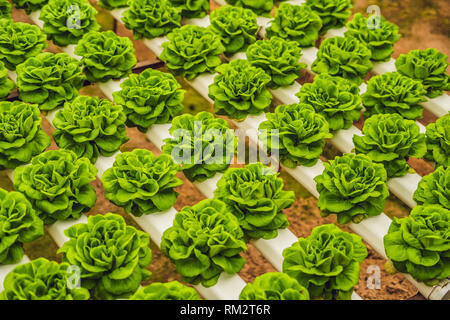 Feuilles de laitue fraîche, Close up.,la laitue, salade de légumes hydroponiques plantes feuilles. Les aliments biologiques, l'agriculture et de l'hydroponie conccept Banque D'Images