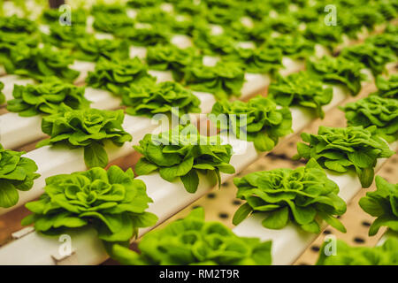 Feuilles de laitue fraîche, Close up.,la laitue, salade de légumes hydroponiques plantes feuilles. Les aliments biologiques, l'agriculture et de l'hydroponie conccept Banque D'Images