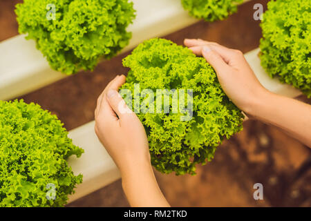 Mains en salade. Salade de légumes hydroponiques ferme. Méthode de culture hydroponique de légumes, salade de plantes agricoles dans l'eau, sans sol Banque D'Images