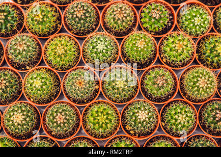 Motif de fond de cactus. Petit cactus en pots Banque D'Images