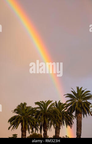 Arc-en-ciel et de palmiers au cours de la tempête de pluie Banque D'Images