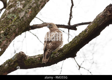 Un jeune buse à queue rousse (Buteo jamaicensis) assis dans un arbre à Mount Auburn Cemetery à Cambridge, Massachusetts, Etats-Unis. Banque D'Images