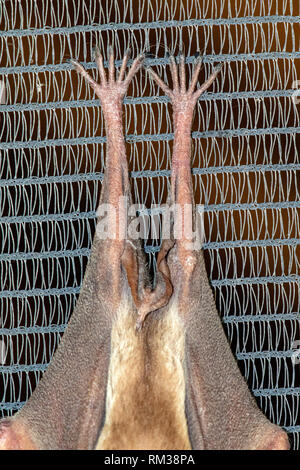 Pieds de nez-feuille rayé bat (Hipposideros vittatus) - Etosha Aoba Lodge, Onguma Game Reserve, la Namibie, l'Afrique Banque D'Images