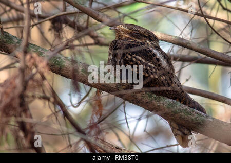 Engoulevent de Caroline (Antrostomus carolinensis) - Green Cay Wetlands - Boynton Beach, Floride, USA Banque D'Images