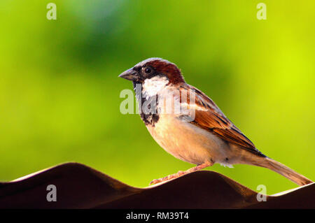 Sparrow commun - Passer domesticus, homme en vue latérale, Satara, Maharashtra, Inde Banque D'Images
