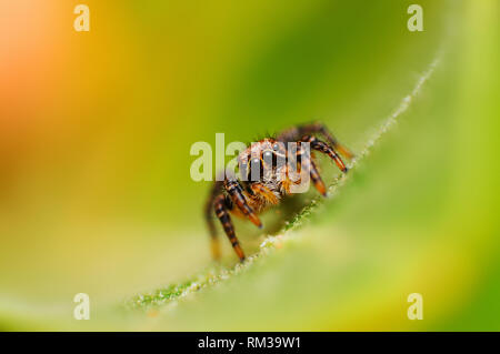 Thomisidae - Langona sp looking down, Satara, Maharashtra, Inde Banque D'Images