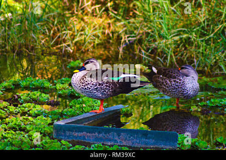 Spot-billed duck indien, Anas poeciloehyncha, Pune, Maharashtra, Inde Banque D'Images