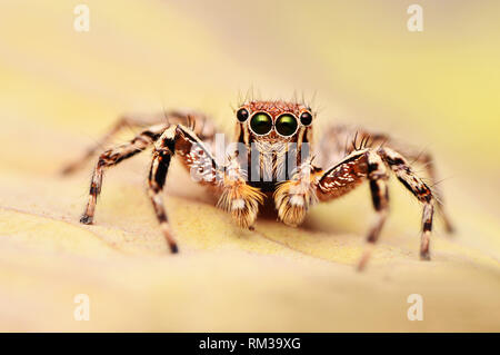 Araignée sauteuse mâle, Plexippus petersi vous regarde, Aulnay-sous-district, Maharashtra, Inde Banque D'Images