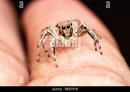 De la famille des gradungulidae, Plexippus petersi, homme reposant sur doigt, Satara, Maharashtra, Inde Banque D'Images