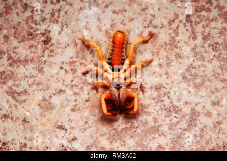 Ordre Solifugae, sun spider, Satara, Maharashtra, Inde Banque D'Images