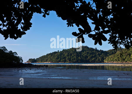 Les mangroves s'épanouir le long du rivage de l'île Mu Ko Surin - Parc National de Mu Koh Surin, Thaïlande Banque D'Images