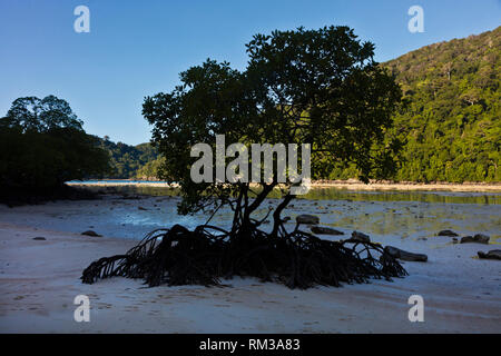 Les mangroves s'épanouir le long du rivage de l'île Mu Ko Surin - Parc National de Mu Koh Surin, Thaïlande Banque D'Images