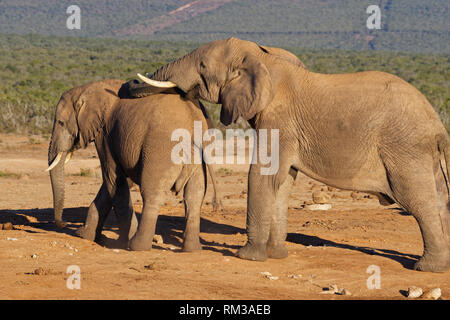 Bush de l'Afrique de l'éléphant (Loxodonta africana), deux mâles, à un point d'interaction sociale, l'Addo Elephant National Park, Eastern Cape, Afrique du Sud Banque D'Images