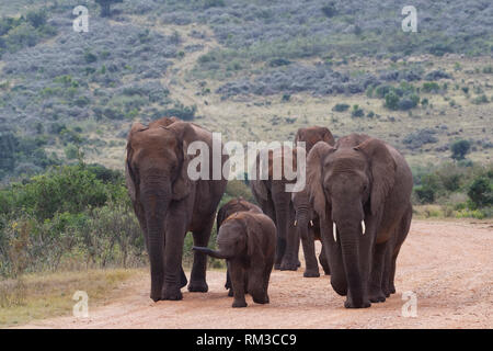 Bush de l'Afrique de l'éléphant (Loxodonta africana), avec des petits troupeaux, marche sur un chemin de terre, l'Addo Elephant National Park, Eastern Cape, Afrique du Sud, l'Afrique Banque D'Images