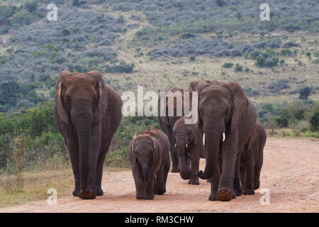 Bush de l'Afrique de l'éléphant (Loxodonta africana), avec des petits troupeaux, marche sur un chemin de terre, l'Addo Elephant National Park, Eastern Cape, Afrique du Sud, l'Afrique Banque D'Images