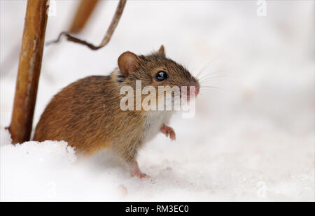 Rayé de la souris se trouve à proximité de son trou dans la neige en hiver avec patte levée Banque D'Images