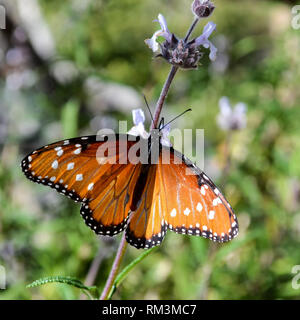 Papillon Danaus gilippus (Queen) de votre visite (Salvia spp.) dans la Quinta, Californie, USA Banque D'Images