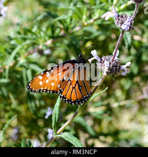 Papillon Danaus gilippus (Queen) de votre visite (Salvia spp.) dans la Quinta, Californie, USA Banque D'Images