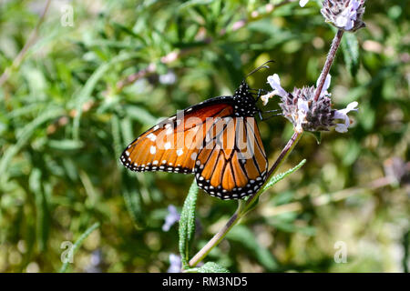 Papillon Danaus gilippus (Queen) de votre visite (Salvia spp.) dans la Quinta, Californie, USA Banque D'Images