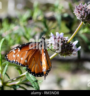 Papillon Danaus gilippus (Queen) de votre visite (Salvia spp.) dans la Quinta, Californie, USA Banque D'Images