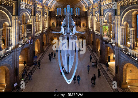 Le Natural History Museum, London, UK Banque D'Images